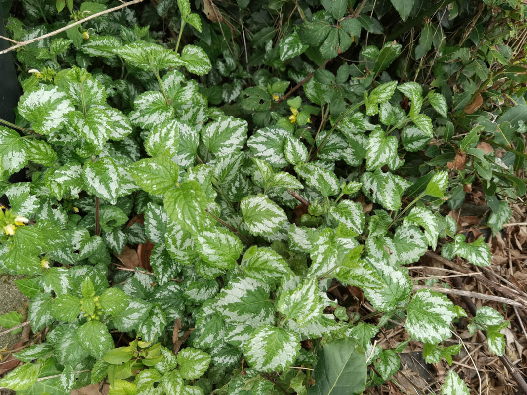 Lamiastrum galeobdolon photo